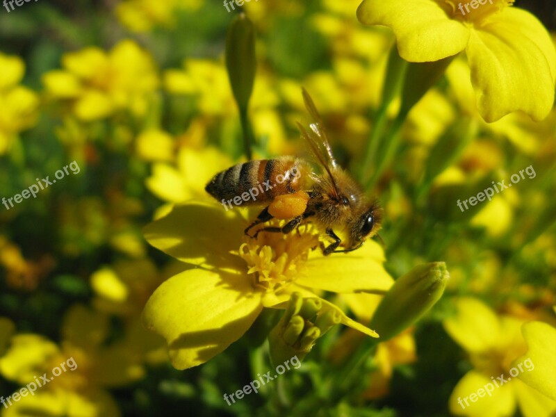 Honeybee Apis Mellifera Yellow Flower Free Photos