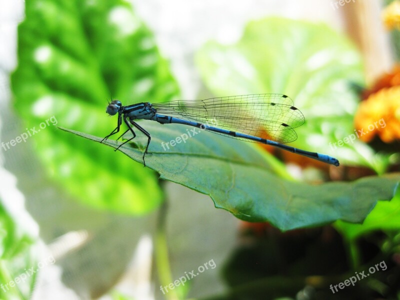 Dragonfly Blue Sheet Free Photos