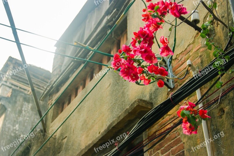 Bougainvillea Street View Street Point Lining Free Photos