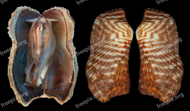 Shell Arc Clam Arca Zebra Turkey Wing Bivalve