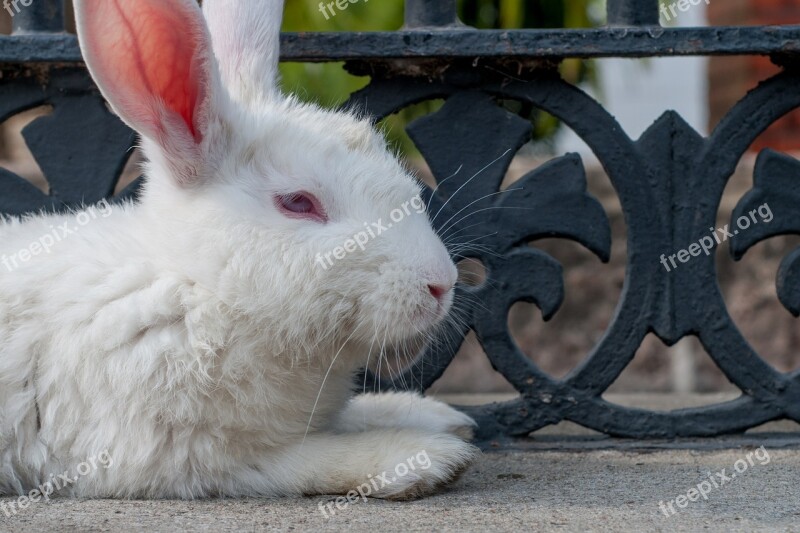 Rabbit White Resting Mammal Pet