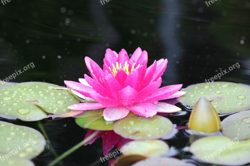 Water Lily Pink Lotus Flower Aquatic