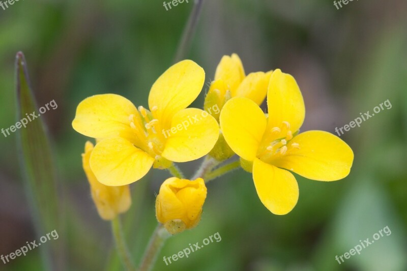 Nashville Mustard Flower Yellow Blooms Blossom