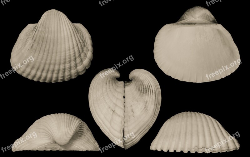 Arc Clam Shells Saltwater Mollusk Food