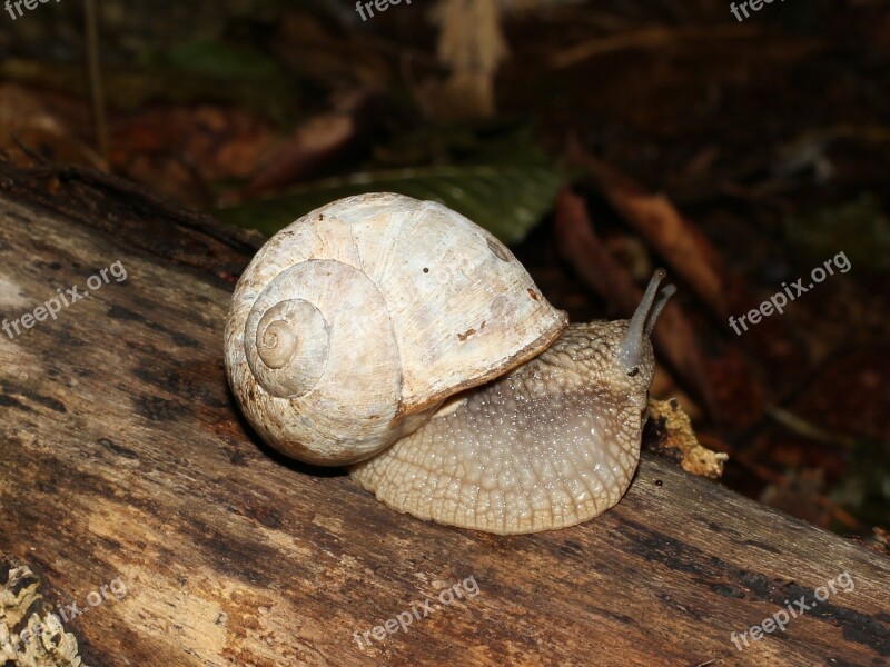 Snail Burgundy Snail Roman Snail Edible Snail Escargot