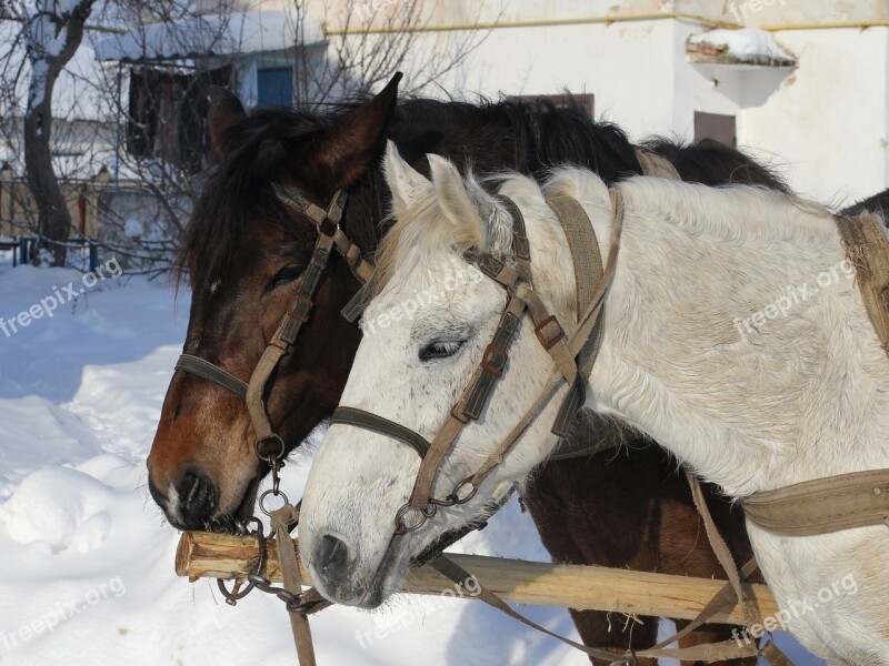 Horses Winter Animal Road Cart