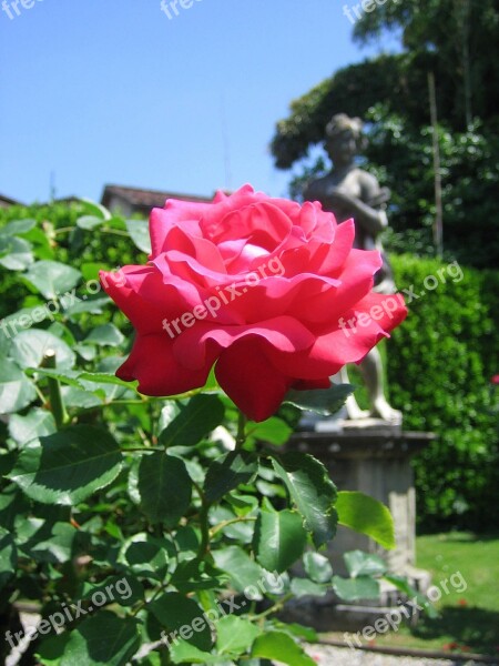 Flowers Red Rose Plant Free Photos