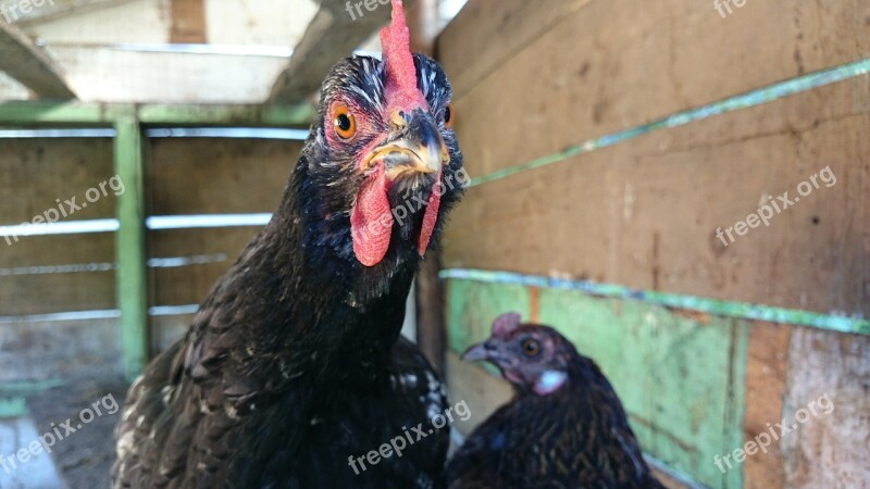 Chickens Animals Gallo Farm Free Photos