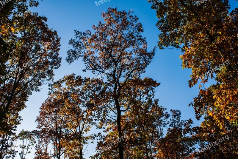 Autumn Trees Sky Blue Forest