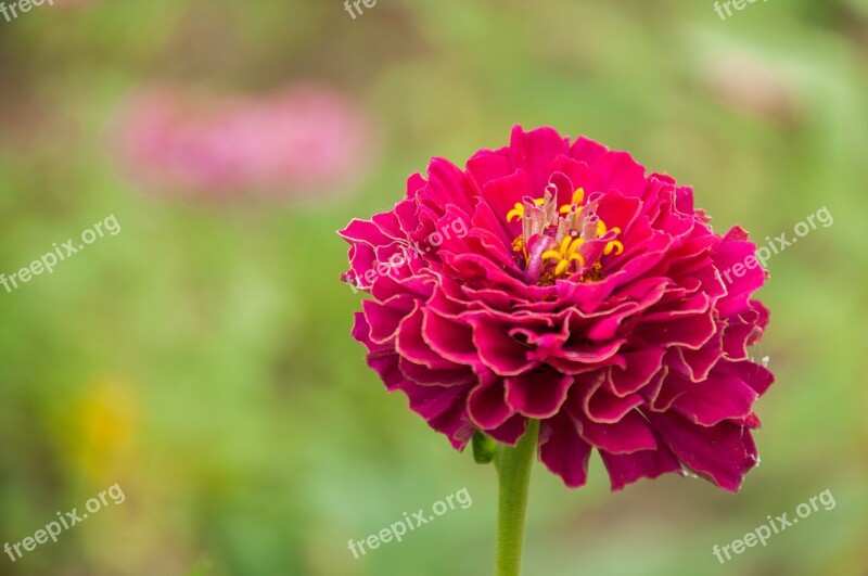 Flower Flowers Plant Red Flowers Material