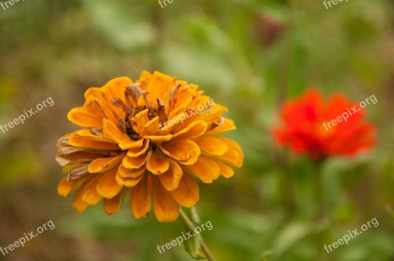 Flower Plant Material Photograph Yellow Flower