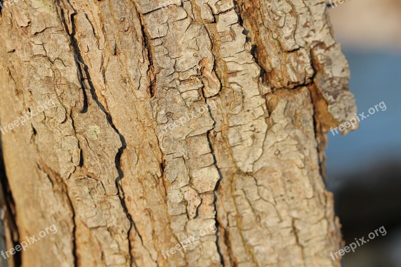 Tree Bark Log Nature Wood