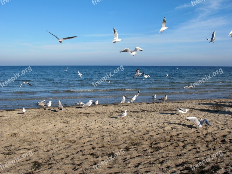 Gulls Sea Baltic Sea Boltenhagen Beach