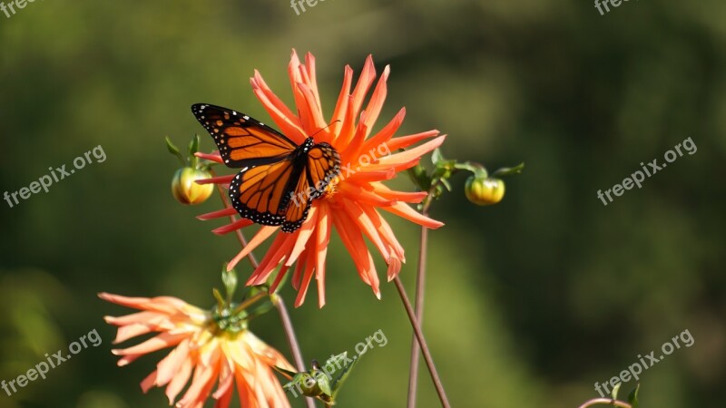 Butterfly Butterflies Nature Flower Monarch