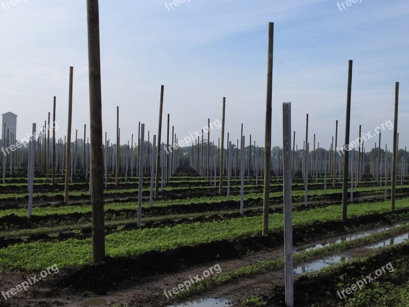 Agriculture Fruit Orchard Planting Fruit Tree