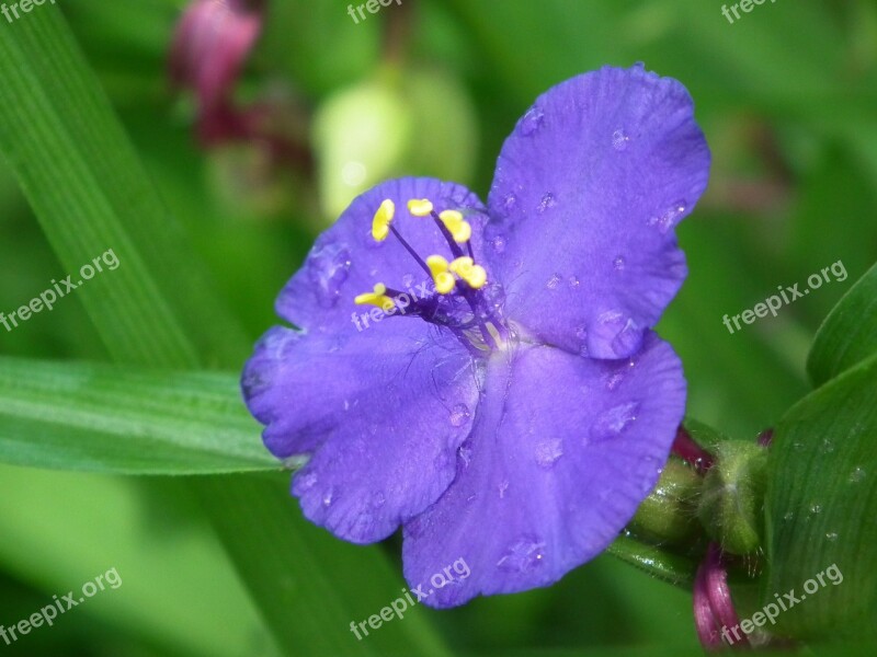 Raindrop Purple Flower Plant Flower Drop Of Water