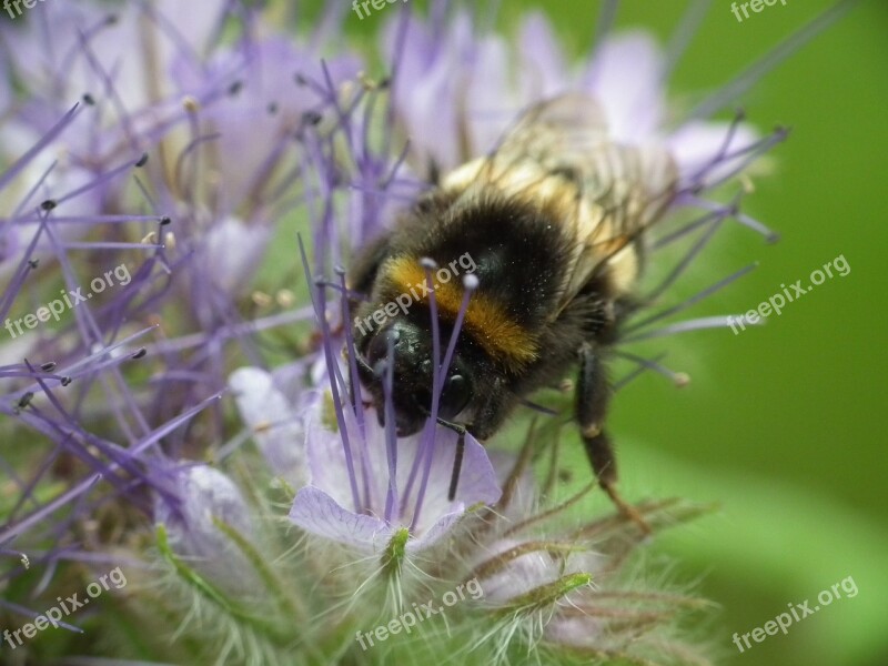 Hummel Blossom Bloom Nature Insect