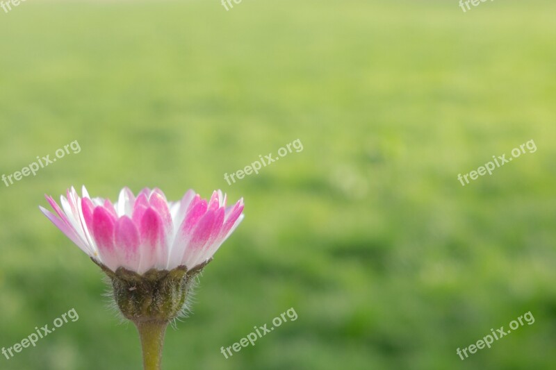 Flower Daisy Pink Daisy Pink Composites