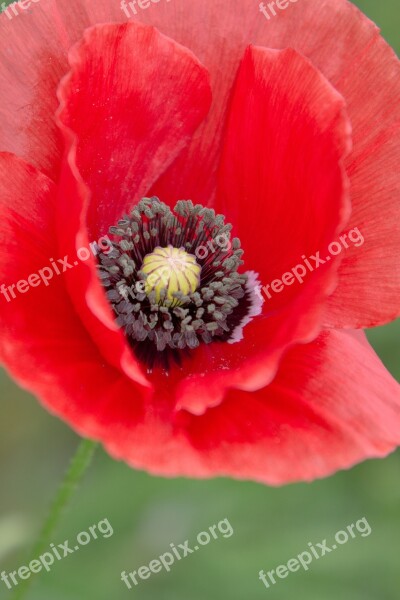 Poppy Blossom Bloom Flower Red