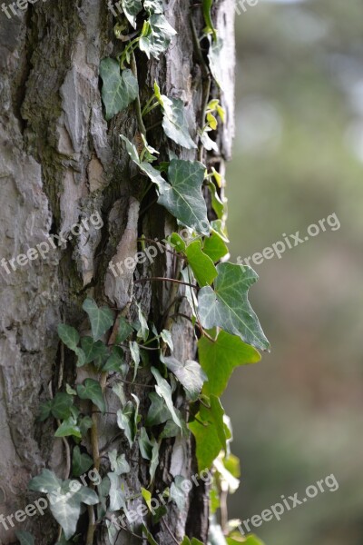 Ivy Tree Creeper Log Maple