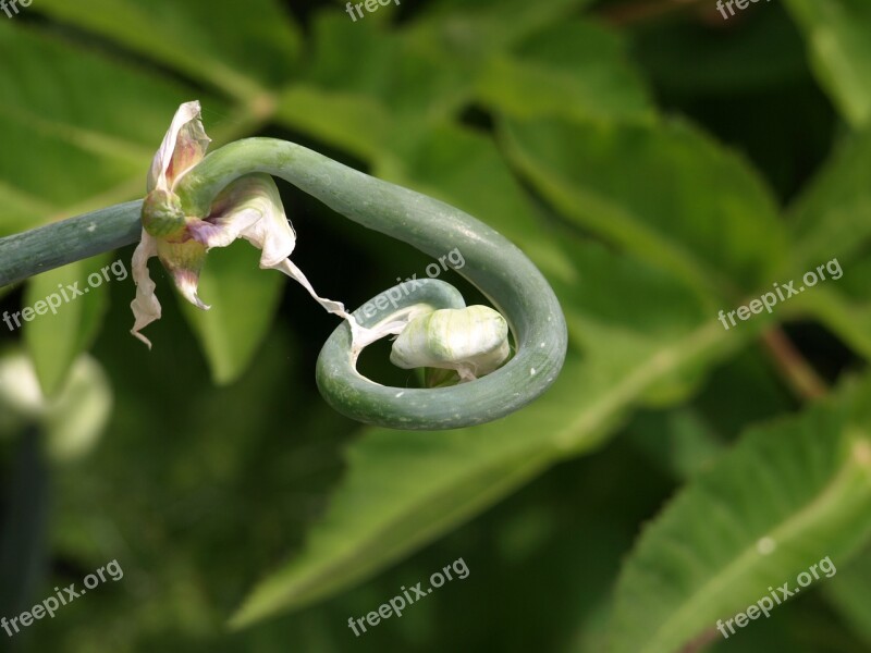 Sprout Sprig Frond Leaf Green