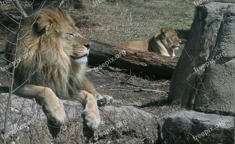 Lions Pride Wildlife Lion King