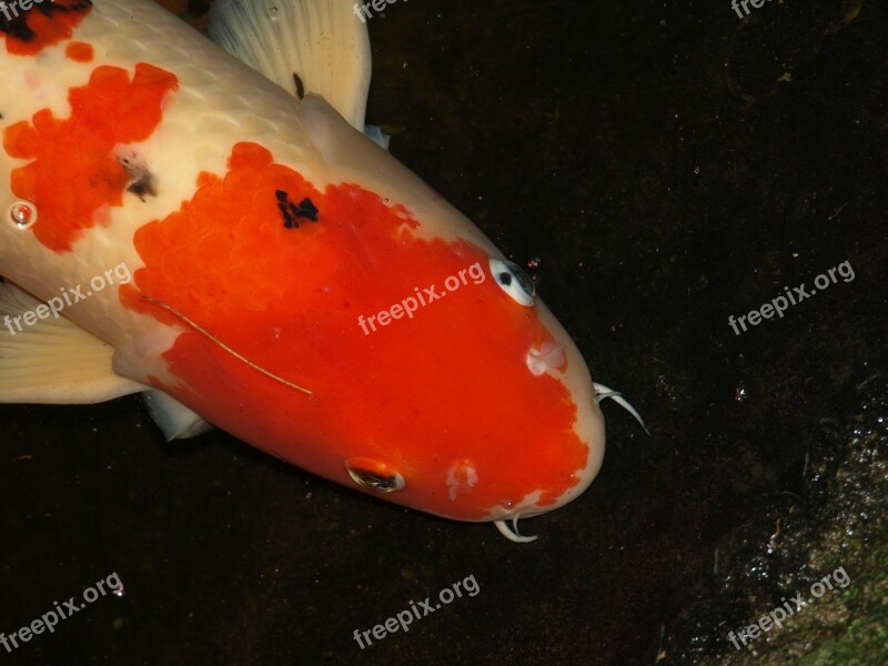 Koi Carp Fish Water Pond