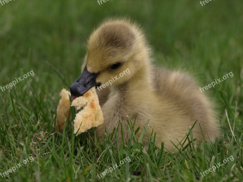 Duck Duckling Bread Eating Cute