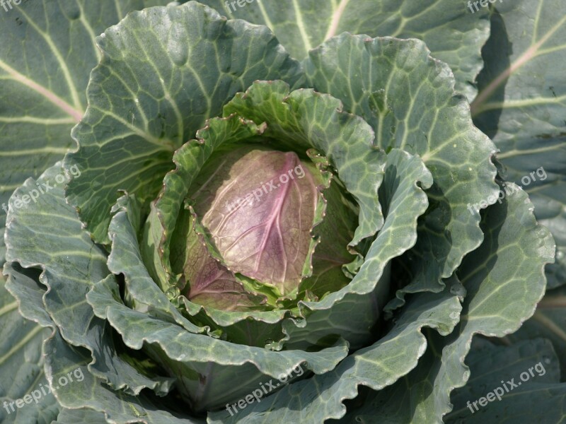 Flower Cabbage Macro Green Vegetarian