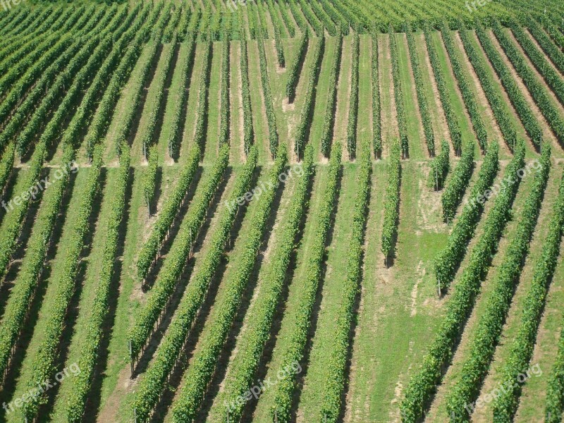 Vineyards Winegrowing Nature Landscape Wine