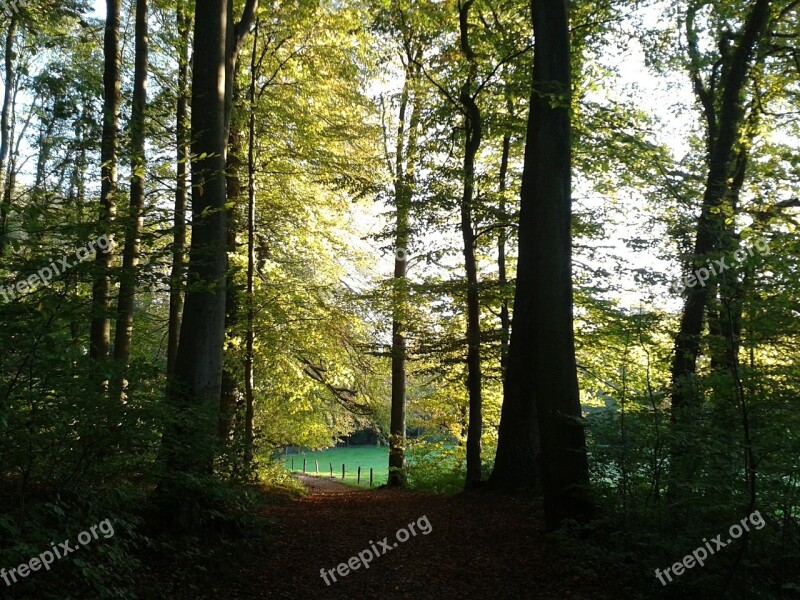 Forest Away Nature Forest Path Trees