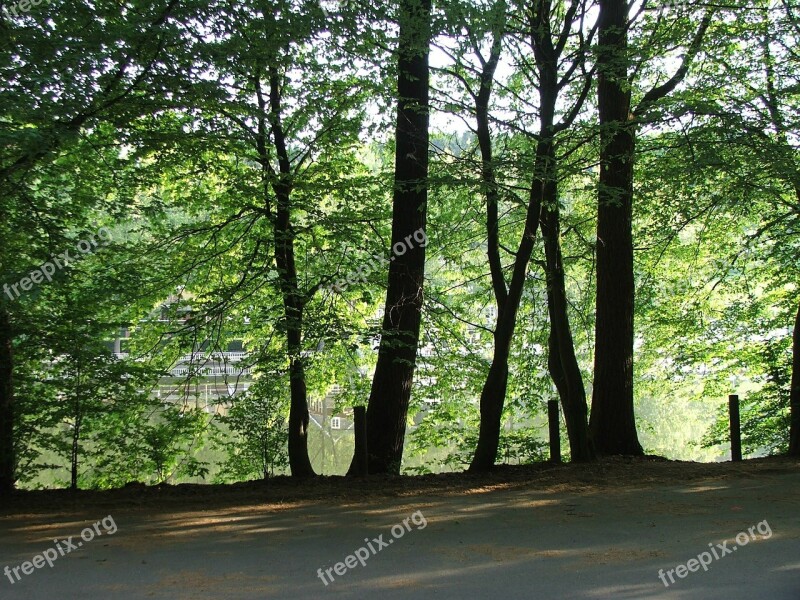 Forest Lake Nature Tree Parking