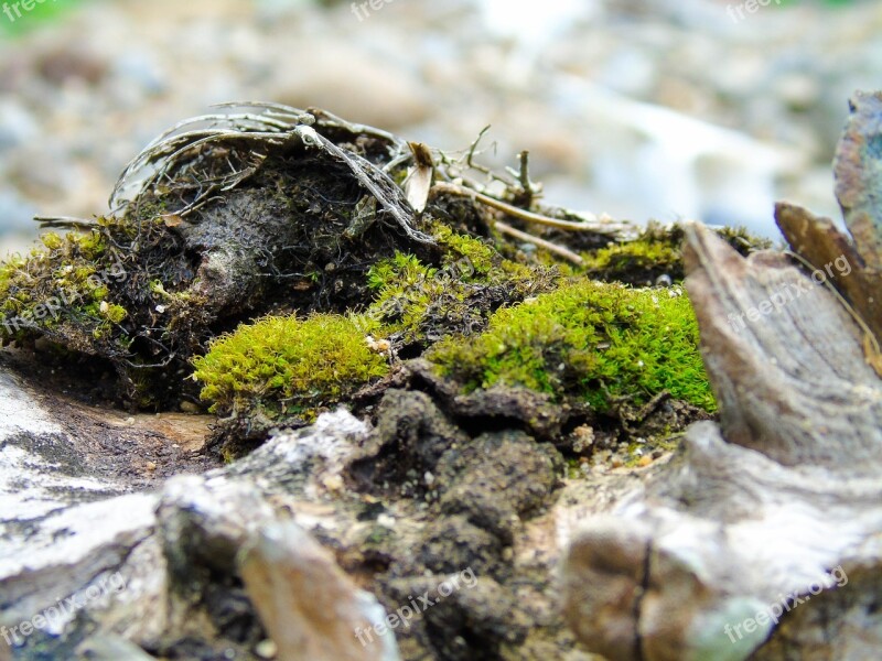 Moss Root Nature Green Forest