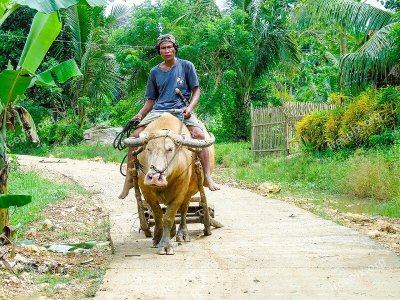 Farmer Ride Farm Agriculture Animal