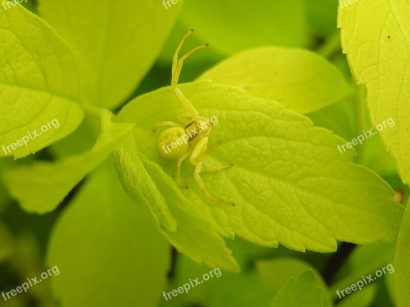 Crab Spider Spider Camouflage Nature Macro