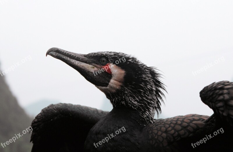 Cormorant Animal Guangxi Guilin Bird