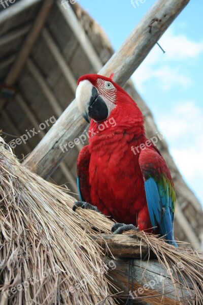 Parrot Bird Tropical Mexico Exotic