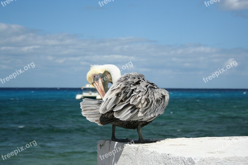 Pelican Bird Mexico Cozumel Yucatan