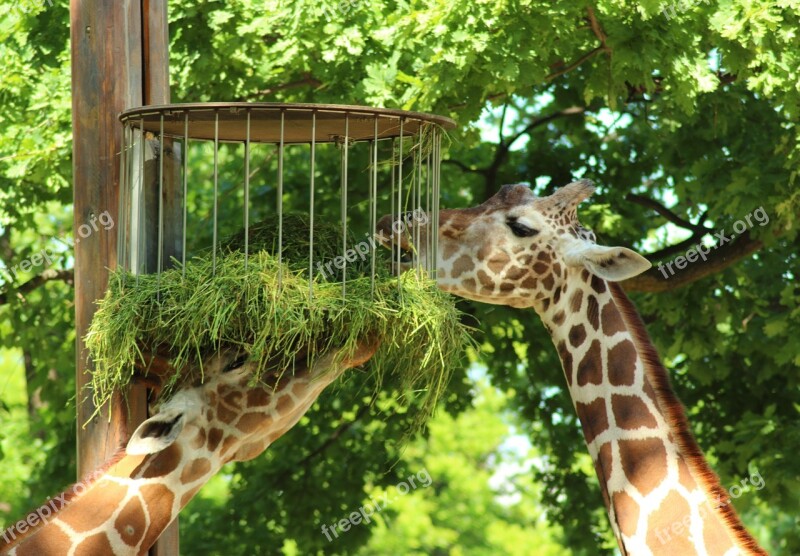 Giraffes Animals Zoo Close Up Head