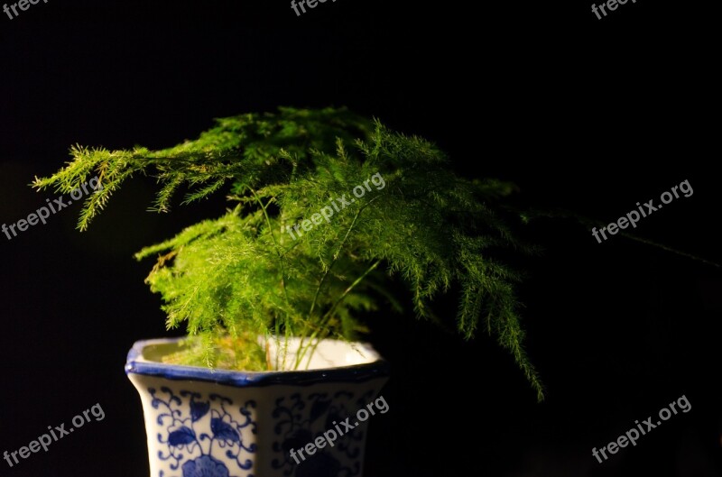 Plant Material Fresh Green Leaf Free Photos