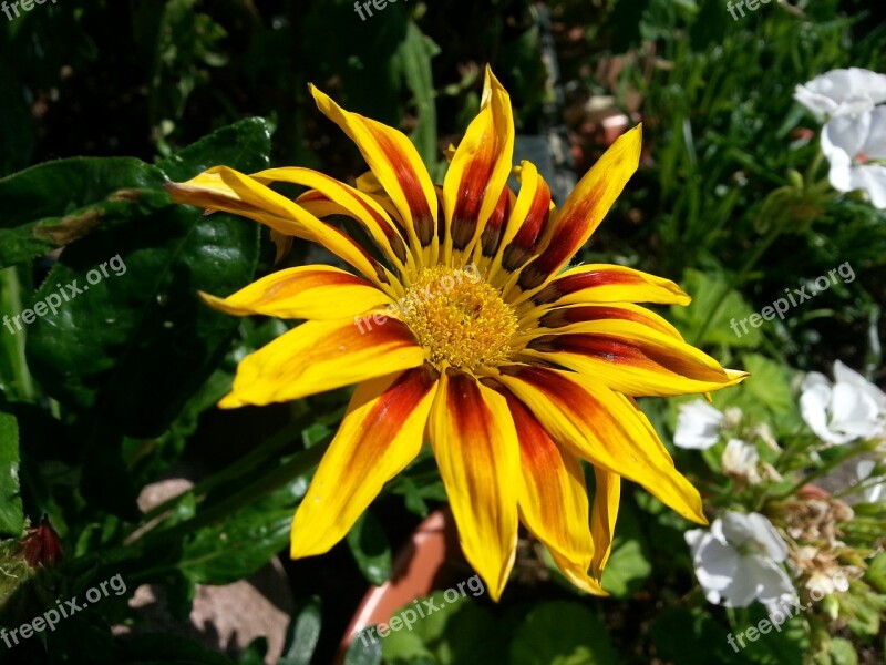 Flower Gazania Garden Nature Summer