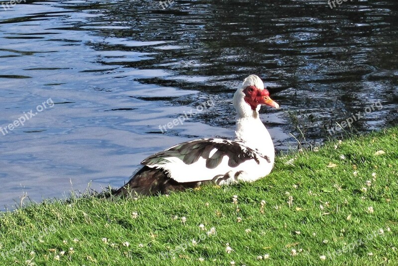 Muscovy Duck Duck Creole Duck Ontario Canada