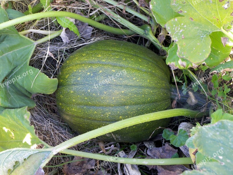 Hubbard Squash Squash Food Green Garden