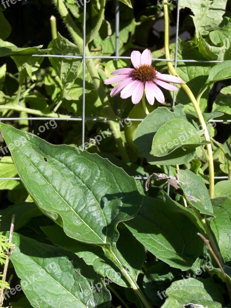 Echinacea Plant Bloom Flower Herbal