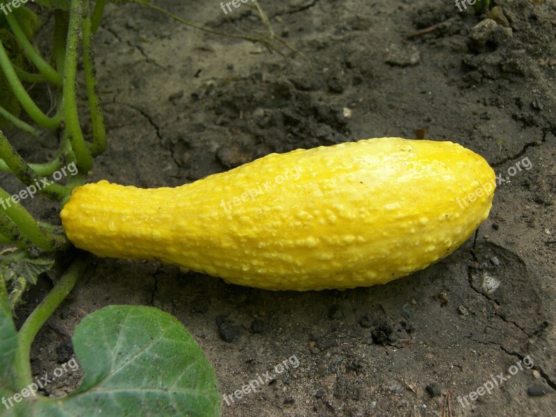 Squash Food Vegetable Crookneck Yellow