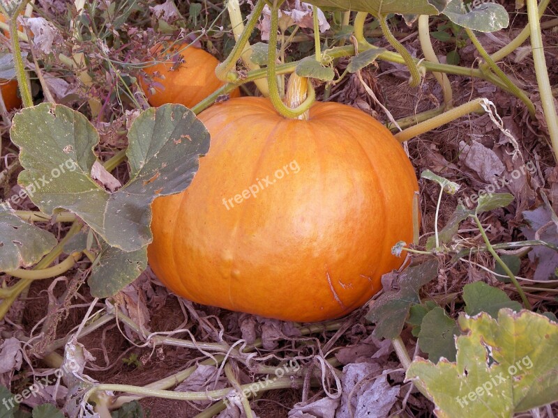 Pumpkin Food Orange Vegetable Vegan