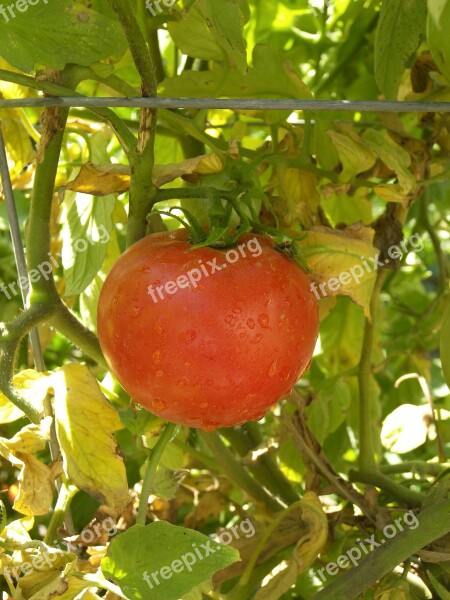 Tomato Food Red Celebrity Tomato Fruit