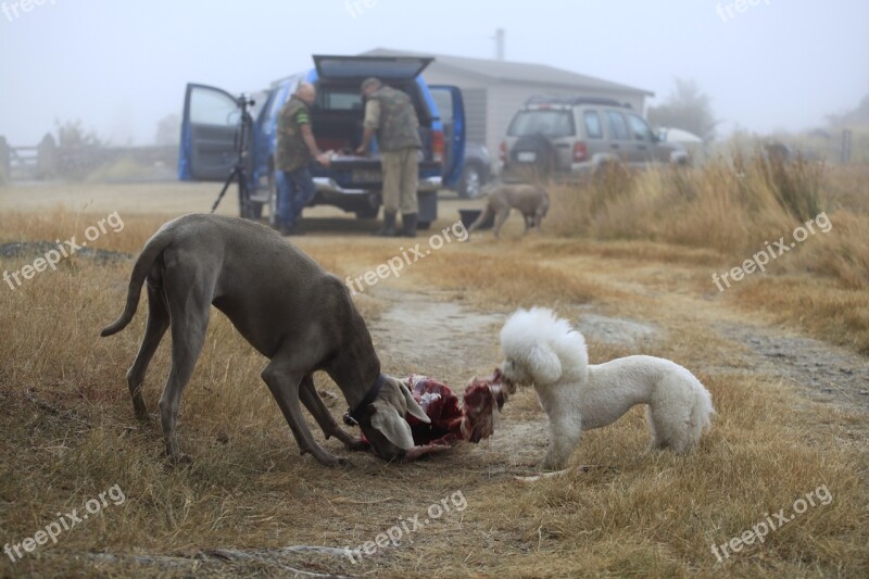 Dogs Hunting Carcass Hunting Dogs Carnivore