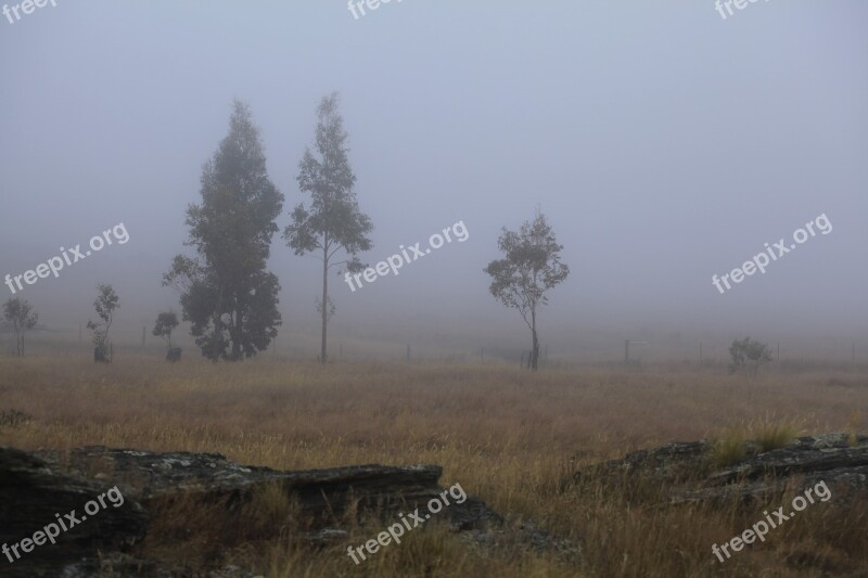 Fog Gum Trees Early Light Morning