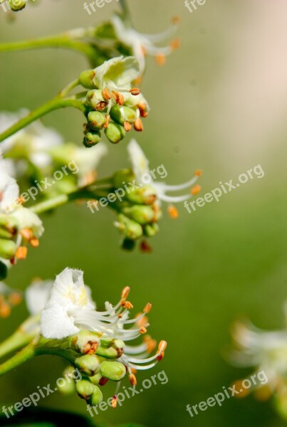 Chestnut Tree Spring May Trees